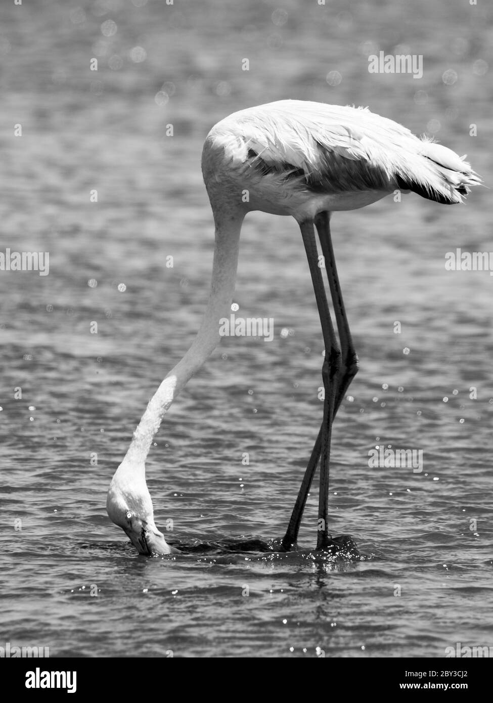 Flamingo Essen aus dem flachen Wasser, Walvis Bay, Namibia. Schwarzweiß-Bild. Stockfoto