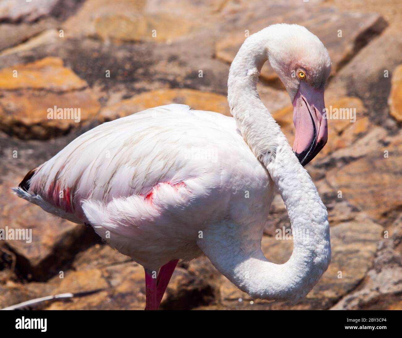 Rosa Flamingo mit typischem langen Hals in Walvis Bay, Namibia, Afrika Stockfoto