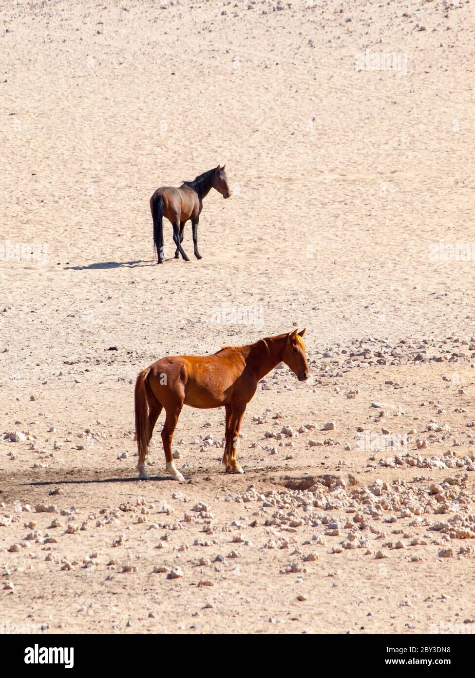 Die Namib Wüste Wildpferde Herde an Wasserloch in der Nähe von aus, Namibia, Afrika. Stockfoto