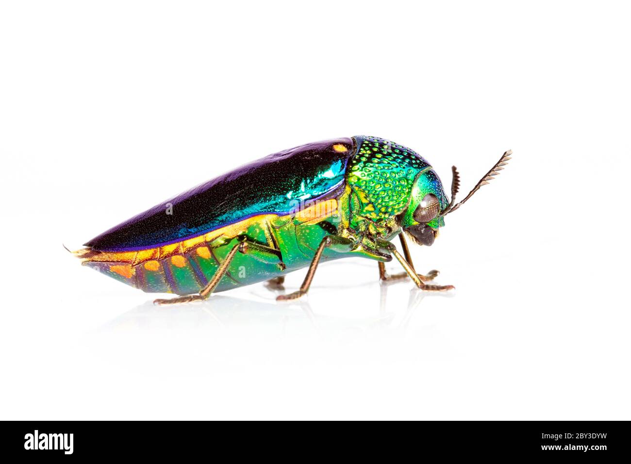 Bild von grünem Metallkäfer (Sternocera aequisignata) oder Edelkäfer oder metallischem Holzkäfer auf weißem Hintergrund. Insekt. Tier. Stockfoto