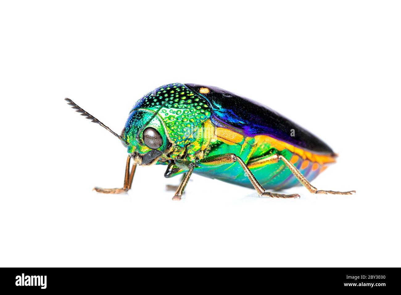 Bild von grünem Metallkäfer (Sternocera aequisignata) oder Edelkäfer oder metallischem Holzkäfer auf weißem Hintergrund. Insekt. Tier. Stockfoto