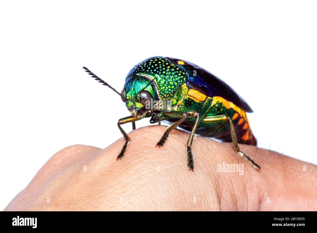 Abbildung eines grünbeinigen Metallkäfer (Sternocera aequisignata) oder eines Edelkäfer oder eines metallischen Holzkäfer auf der Handrückseite. Insekt. Tier Stockfoto