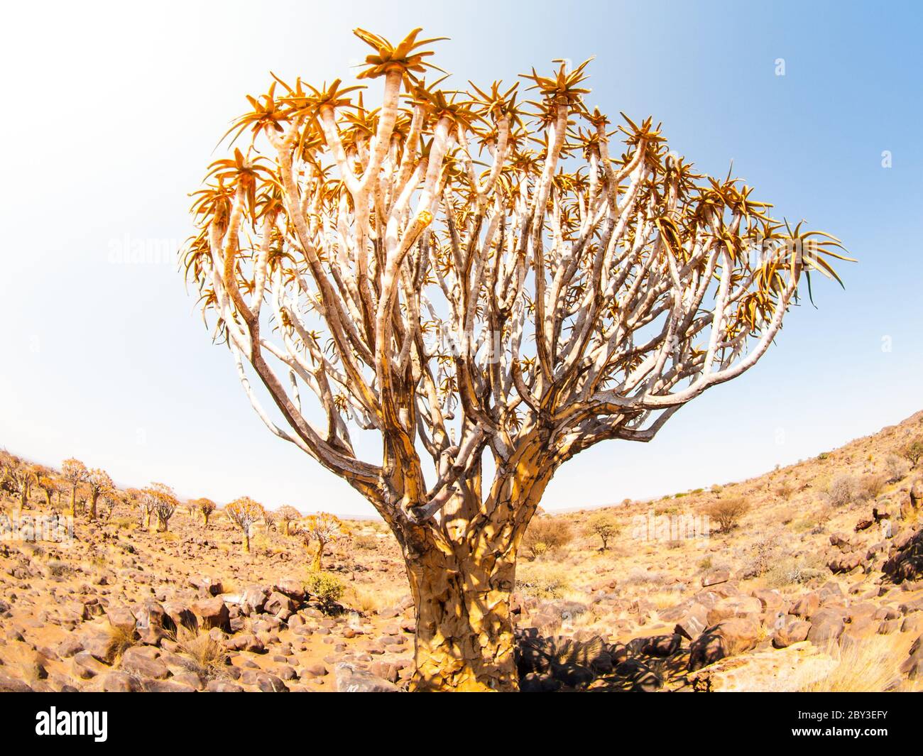 Köcherbaum, auch bekannt als Aloe oder Kocurboom, in der trockenen felsigen Wüstenlandschaft des Köcherbaumes Wald in der Nähe von Keetmashoop, Süd-Namibia, Afrika Stockfoto