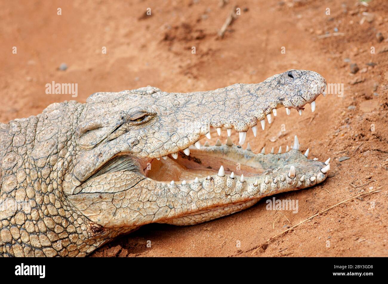 Horizontales Porträt des Nilkrokodils, Crocodylus niloticus, im Maasai Mara National Reserve. Kenia. Afrika. Stockfoto
