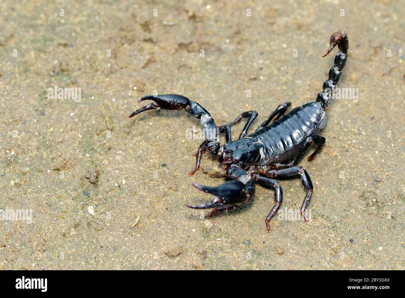Bild des Kaiserskorpions (Pandinus Imperator) auf dem Boden. Insekt. Tier. Stockfoto