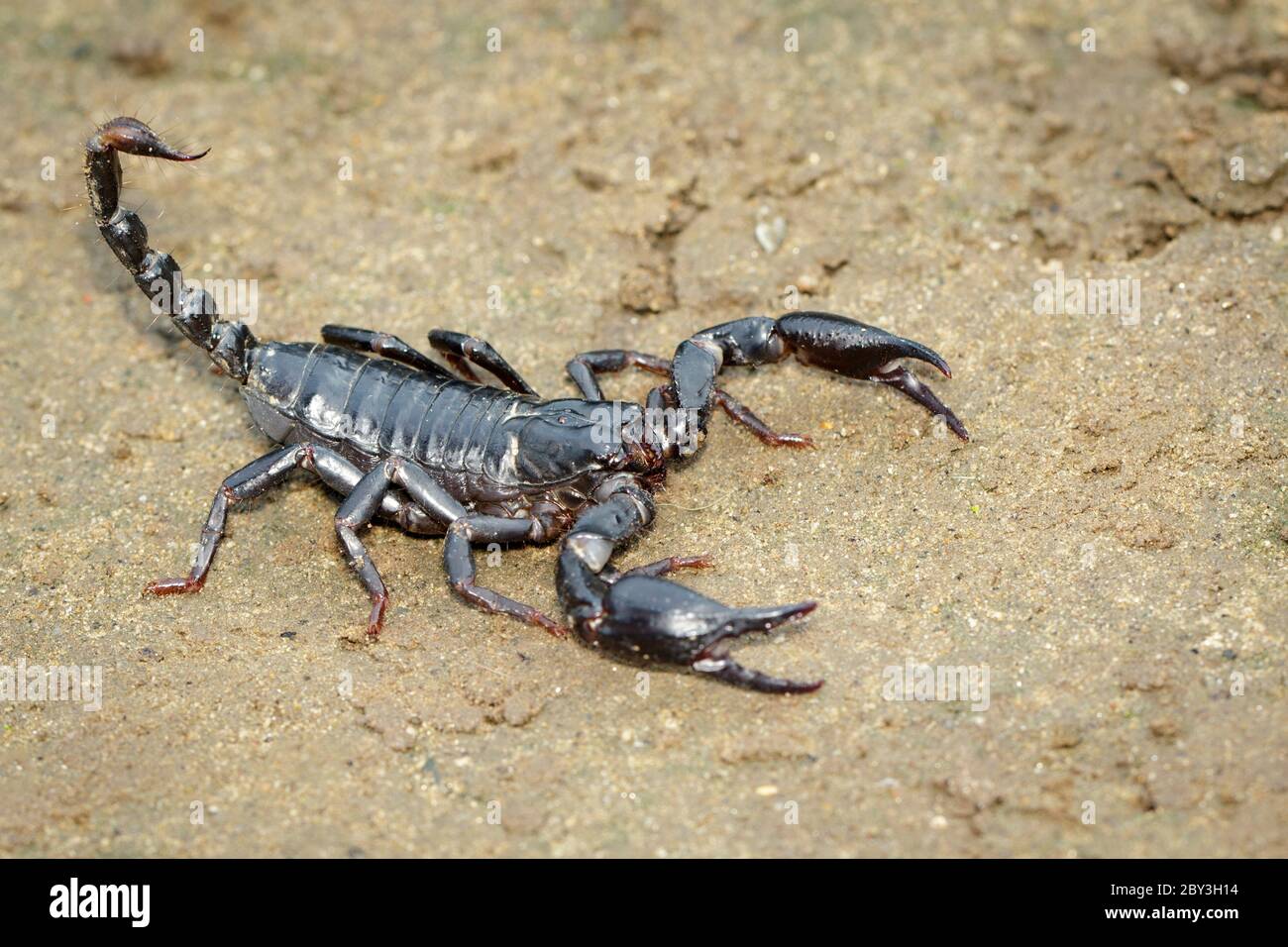 Bild des Kaiserskorpions (Pandinus Imperator) auf dem Boden. Insekt. Tier. Stockfoto