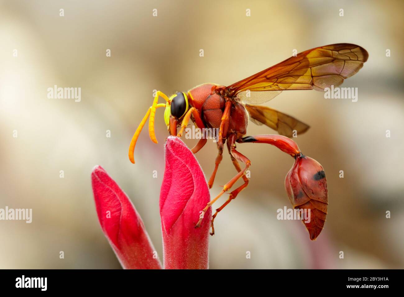 Bild von Töpferwespe (Delta sp, Eumeninae) auf Blume. Insektentier Stockfoto