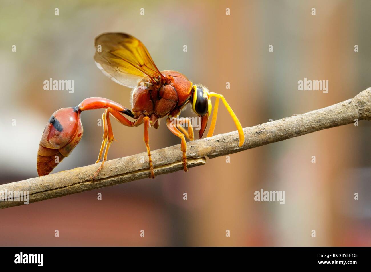 Bild von Töpferwespe (Delta sp, Eumeninae) auf trockenen Ästen. Insektentier Stockfoto