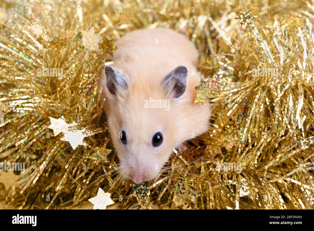Kleiner Hamster im Lametta Stockfoto