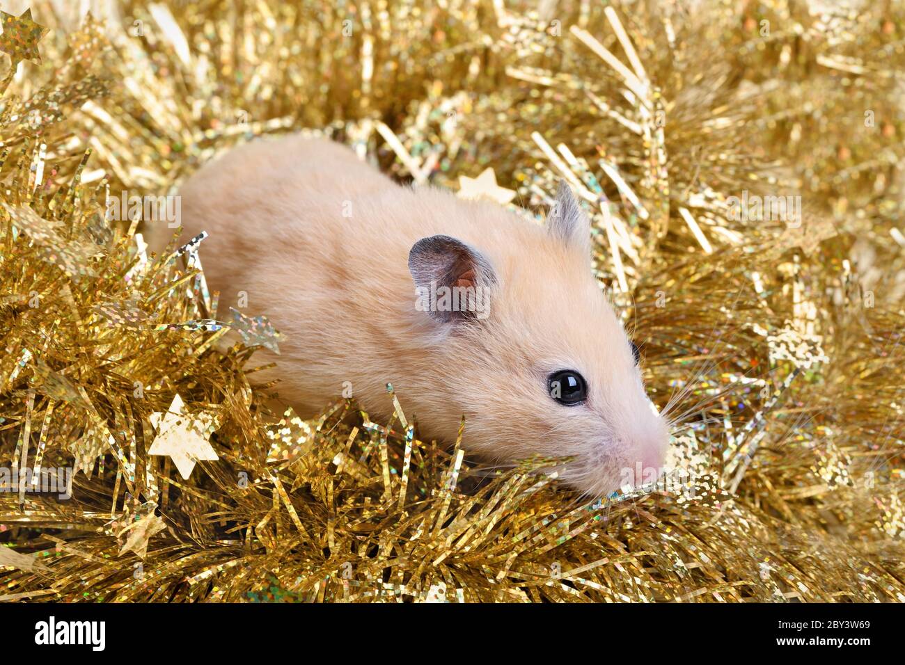 Kleiner Hamster im Lametta Stockfoto