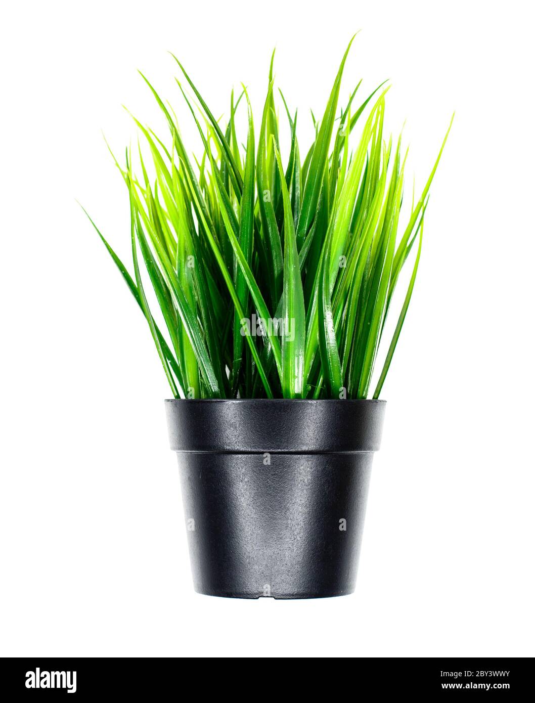 Saftiges grünes Gras wächst im schwarzen Topf. Isoliert auf weißem Hintergrund. Stockfoto