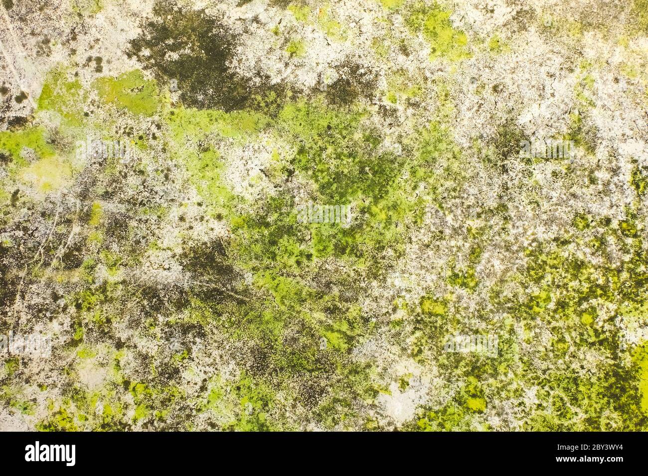 Nahaufnahme von Moos auf weißer Zementrisswand und geschälte Farbe durch Wasser und Sonnenlicht. Schälen Sie die Wand der weißen Hausfarbe mit schwarzem Fleck. Struktur BA Stockfoto