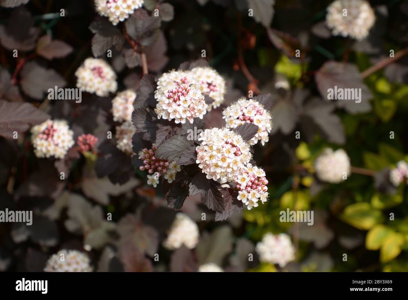 physocarpus opulifolius roter Baronstrauch mit winzigen Blüten Stockfoto