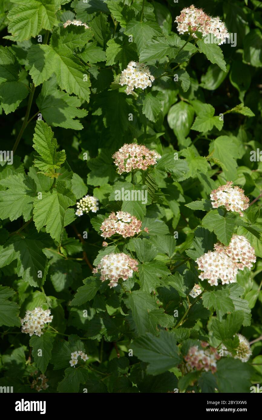 physocarpus opulifolius Busch mit hellweißen Blüten und grünen Blättern im juni Stockfoto