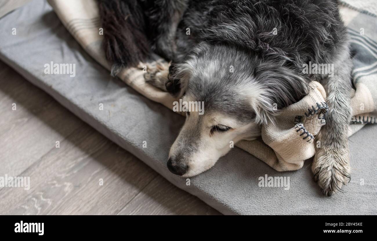 Bild zeigt einen gelangweilten, einsamen Hund / Hunde in einem leeren Haus oder Zimmer, während die Besitzer von zu Hause weg sind bei der Arbeit etc. Foto von Phil Wilkinson / Alamy Stockfoto