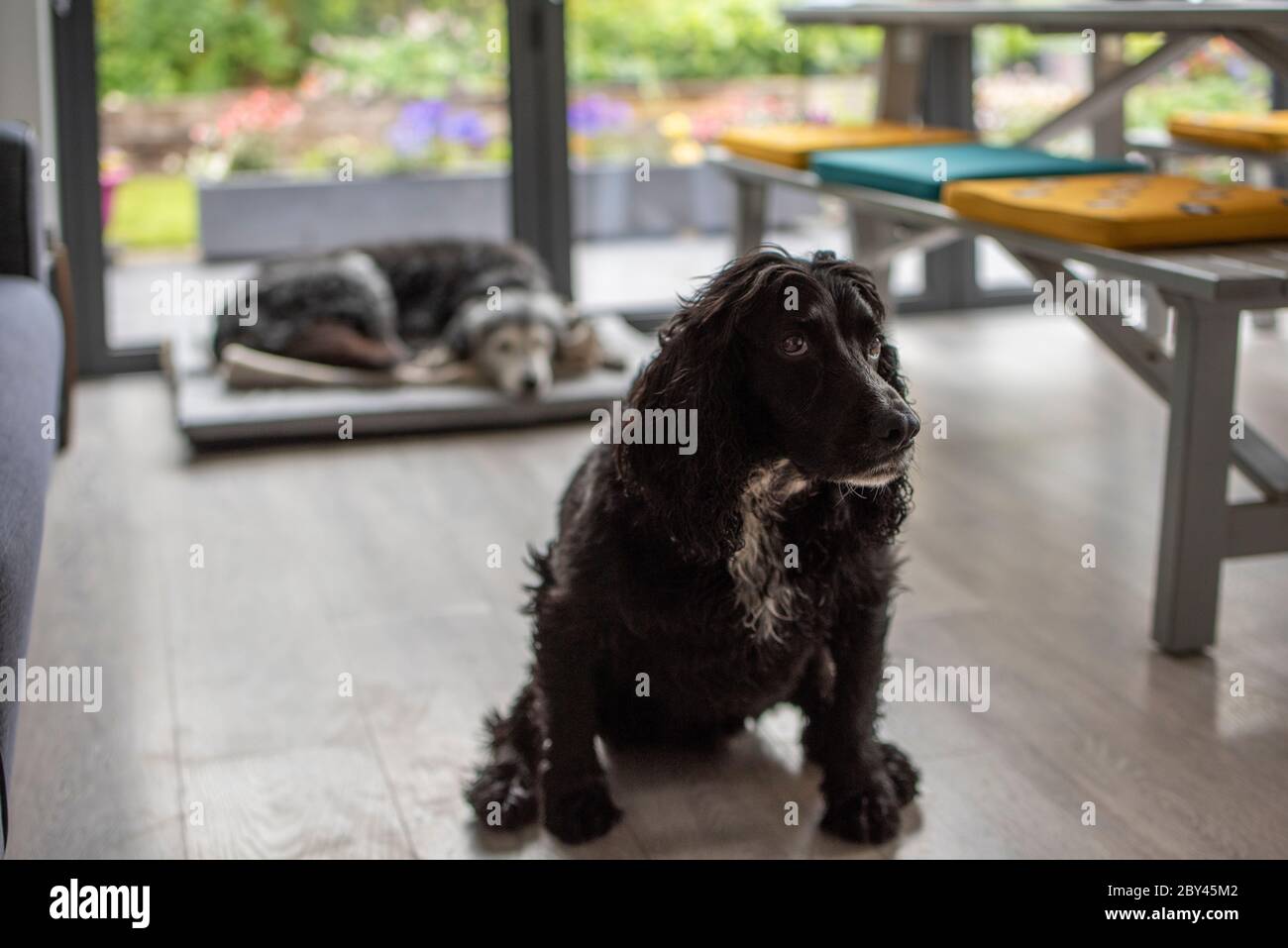 Bild zeigt einen gelangweilten, einsamen Hund / Hunde in einem leeren Haus oder Zimmer, während die Besitzer von zu Hause weg sind bei der Arbeit etc. Foto von Phil Wilkinson / Alamy Stockfoto