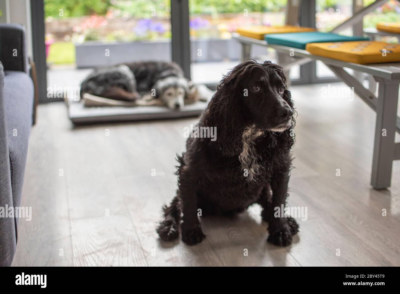 Bild zeigt einen gelangweilten, einsamen Hund / Hunde in einem leeren Haus oder Zimmer, während die Besitzer von zu Hause weg sind bei der Arbeit etc. Foto von Phil Wilkinson / Alamy Stockfoto