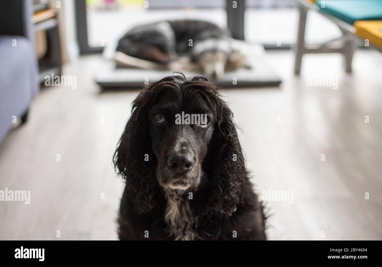 Bild zeigt einen gelangweilten, einsamen Hund / Hunde in einem leeren Haus oder Zimmer, während die Besitzer von zu Hause weg sind bei der Arbeit etc. Foto von Phil Wilkinson / Alamy Stockfoto