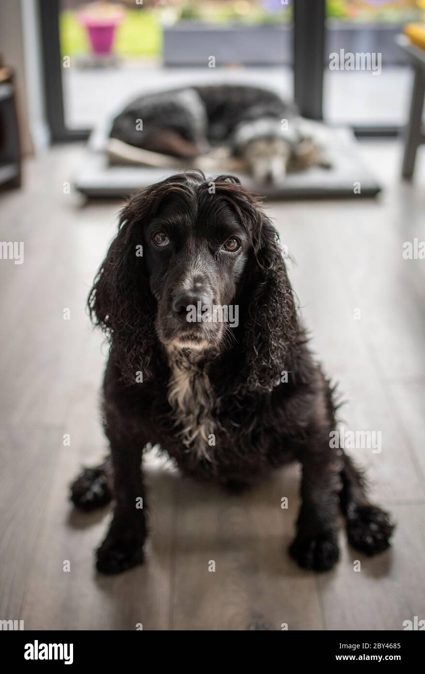 Bild zeigt einen gelangweilten, einsamen Hund / Hunde in einem leeren Haus oder Zimmer, während die Besitzer von zu Hause weg sind bei der Arbeit etc. Foto von Phil Wilkinson / Alamy Stockfoto
