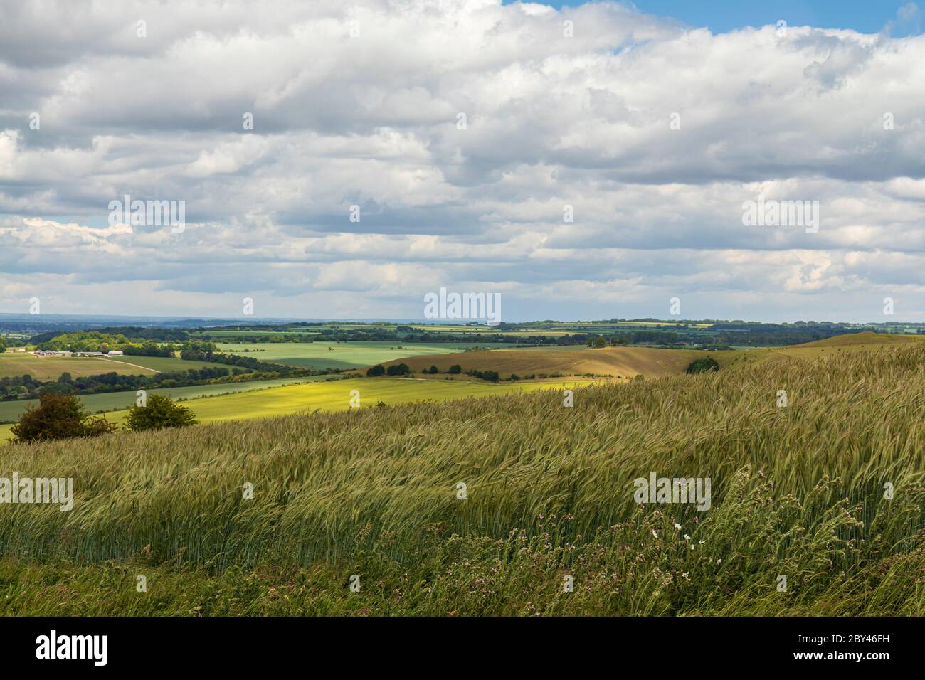 Blick von der Spitze des Morgans Hill of Wiltshire Landschaft. Ein windiger Tag mit langen Gräsern, die im Wind wehen. Ein Ort von besonderem wissenschaftlichem Interesse. Stockfoto