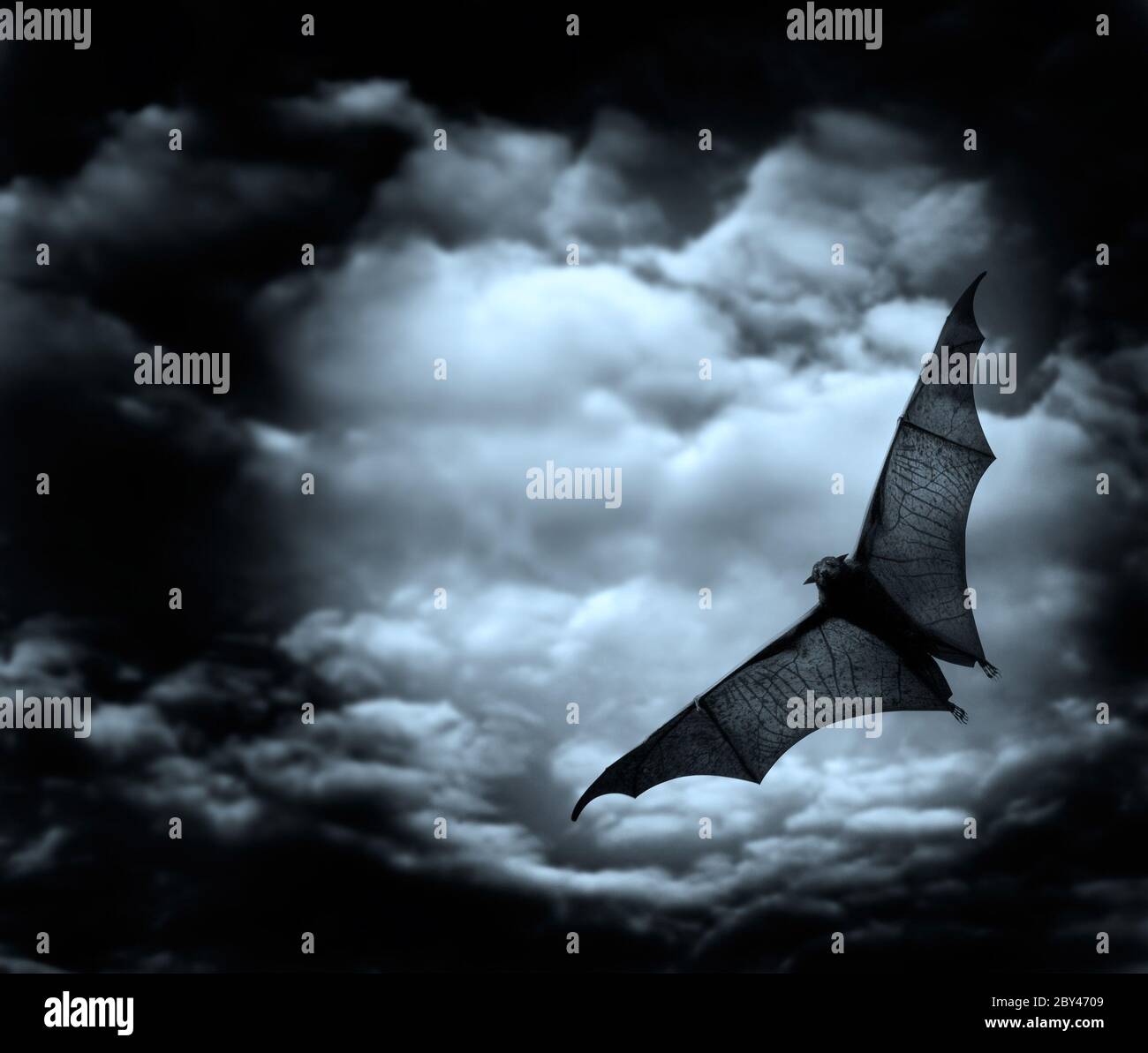 Fledermaus fliegen im dunklen bewölkten Himmel Stockfoto