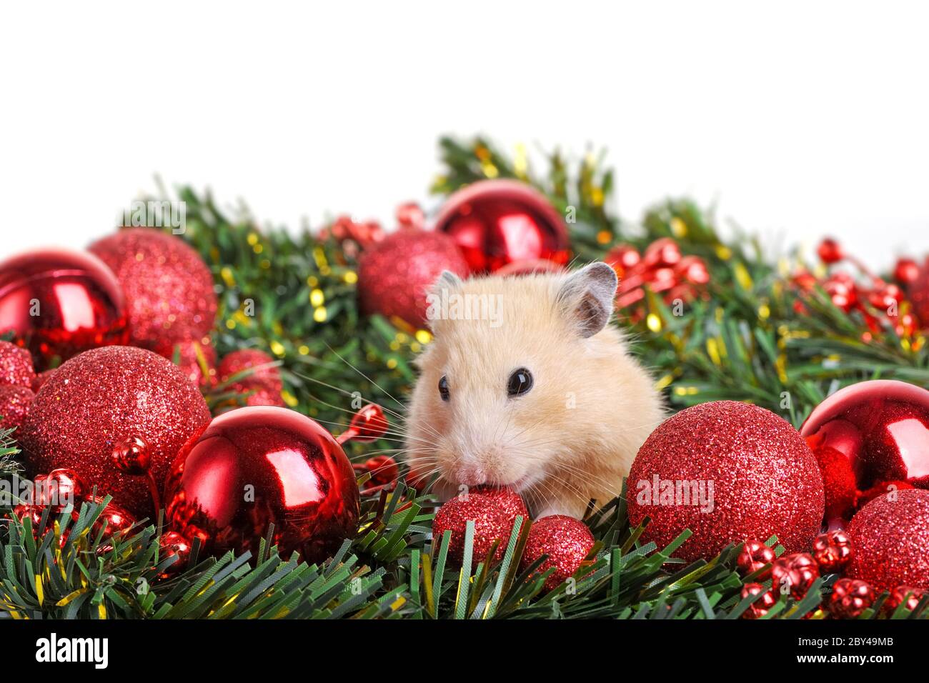 Lustiger kleiner Hamster Stockfoto