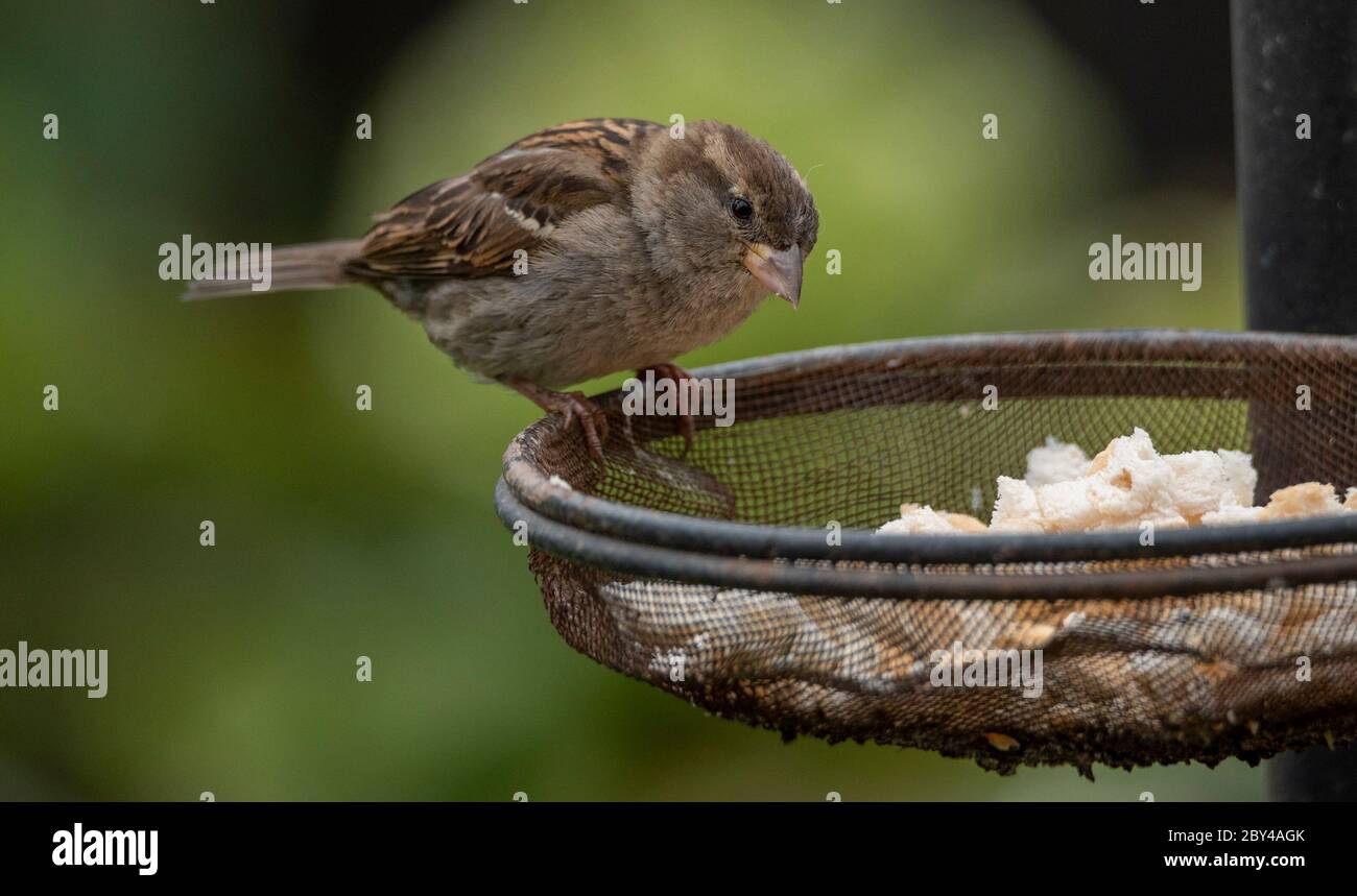 Weiblicher Hausspatzen. Britischer Gartenvogel beim Brotessen / Paniermehl Foto von Phil Wilkinson / Alamy Stockfoto