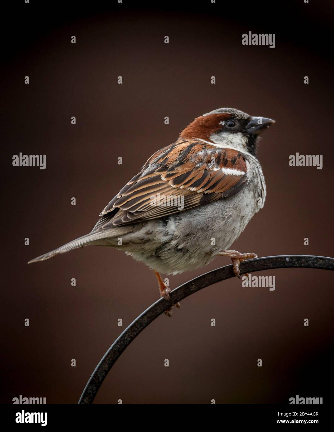 Männlicher Hausspatzen. Britischer Gartenvogel Foto von Phil Wilkinson / Alamy Stockfoto