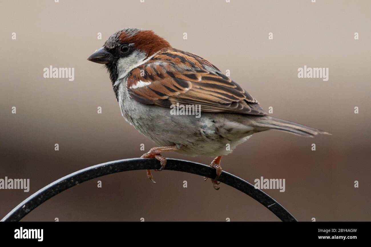 Männlicher Hausspatzen. Britischer Gartenvogel Foto von Phil Wilkinson / Alamy Stockfoto