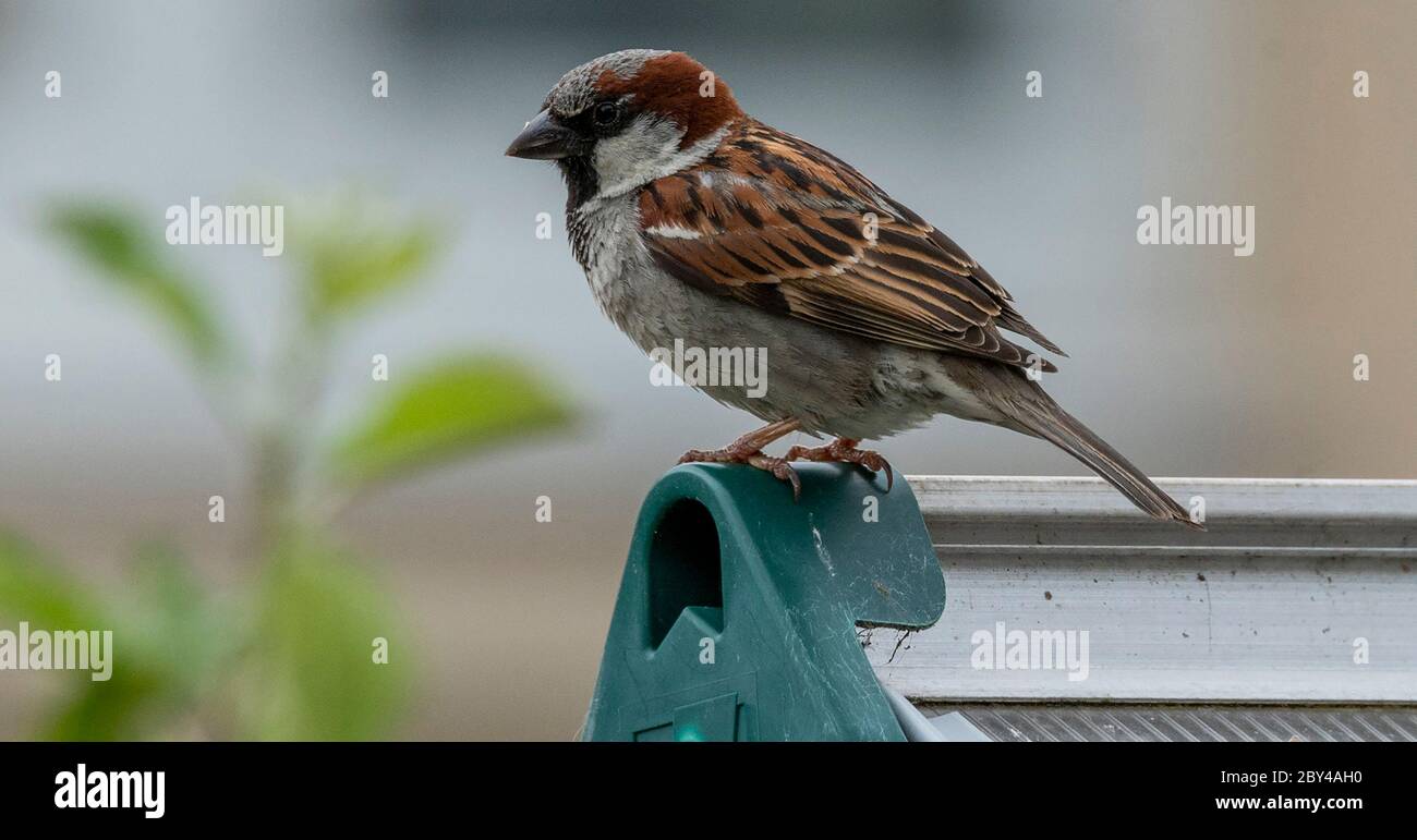 Männlicher Hausspatzen. Britischer Gartenvogel Foto von Phil Wilkinson / Alamy Stockfoto