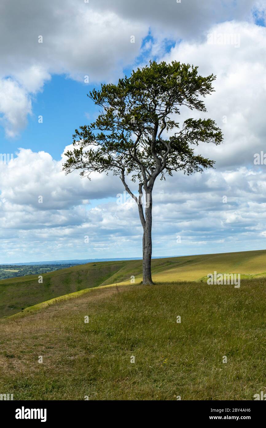 Einsamer isolierter Buchenbaum (Fagus sylvatica) auf dem Gipfel von Oliver's Castle, eine eiserne Hügelfestung, Roundway Hill, in der Nähe von Devizes, Wiltshire, England, UK Stockfoto