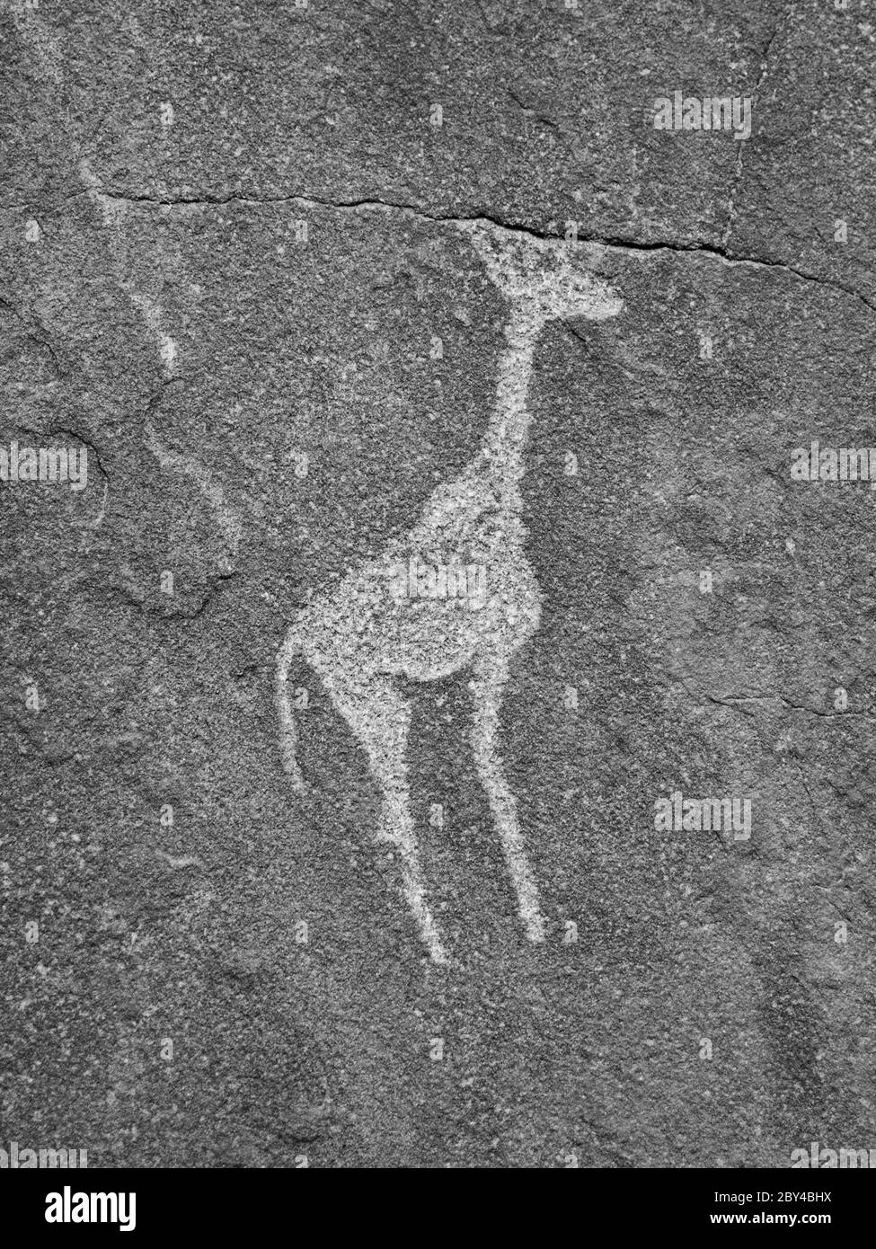 Buschmann prähistorische Felsgravur - Giraffe, Twyfelfontein, Namibia. Schwarzweiß-Bild. Stockfoto