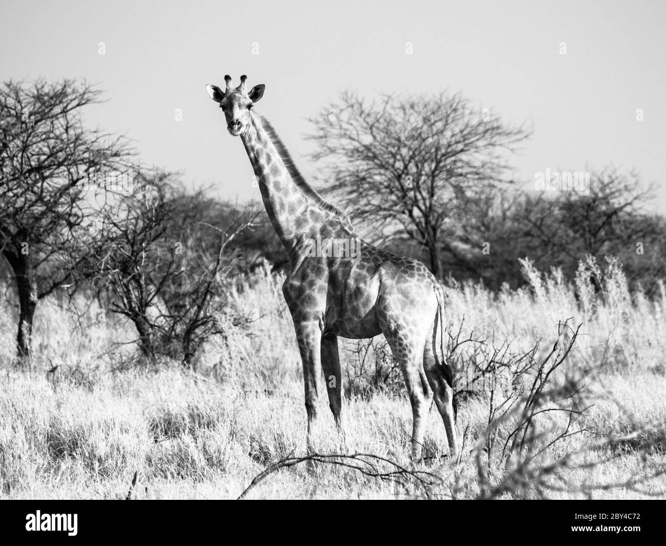 Giraffe steht in der Savanne. Afrikanische Wildlife Safari Szene im Etosha Nationalpark, Namibia, Afrika. Schwarzweiß-Bild. Stockfoto