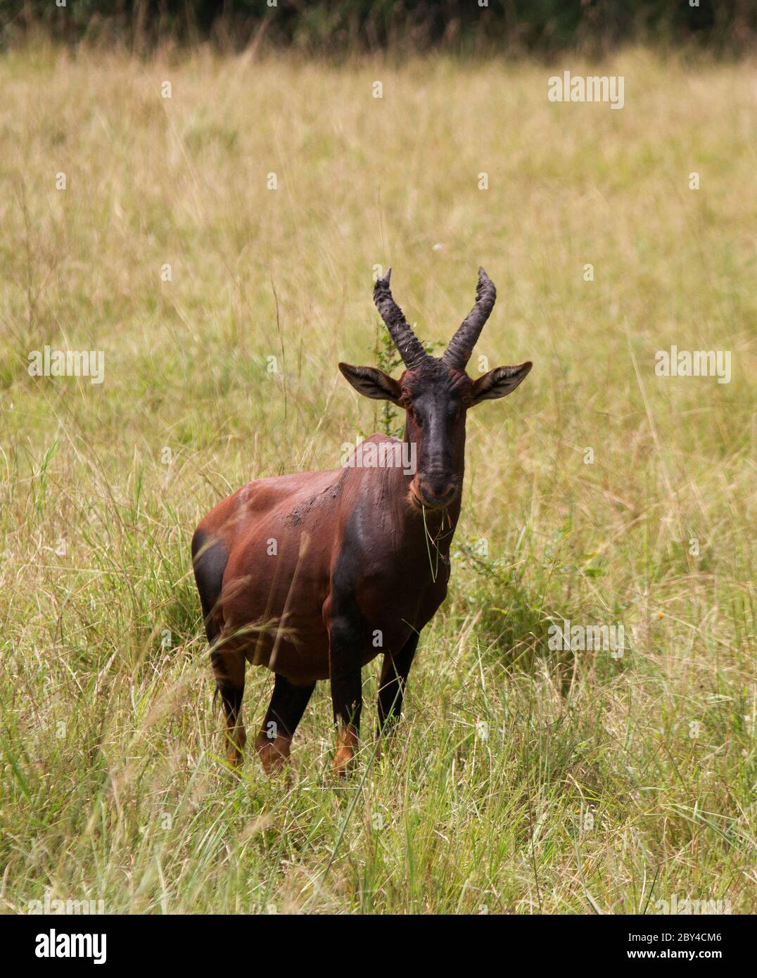 Ein Bulle Topi grast in seinem Gebiet, das er das ganze Jahr über pflegt, obwohl die Weibchen viel des Jahres weit und breit wandern verbringen werden. Stockfoto