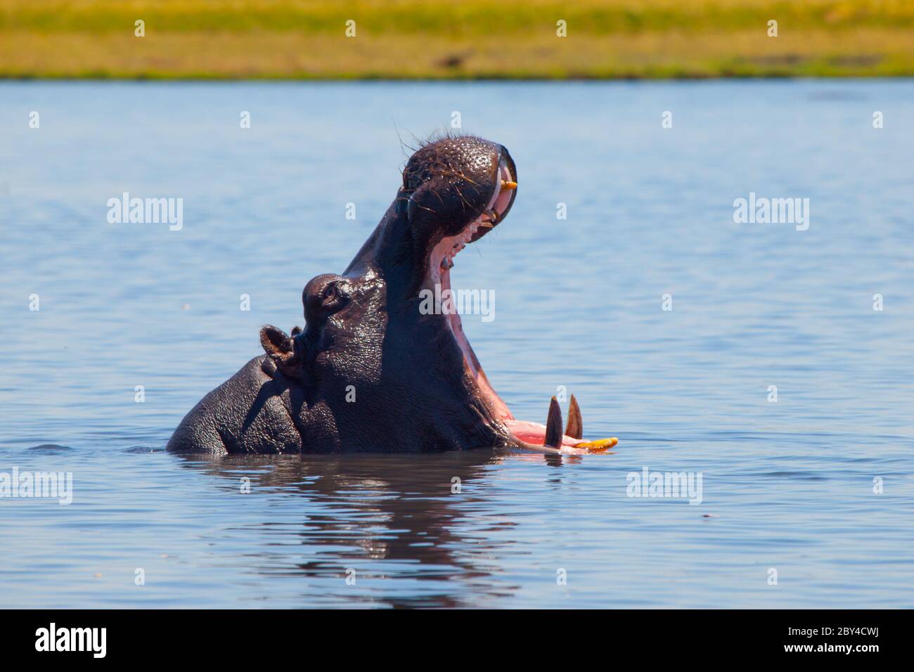 Großes Flusspferd mit weit geöffnetem Mund und scharfen Zähnen im Fluss Stockfoto