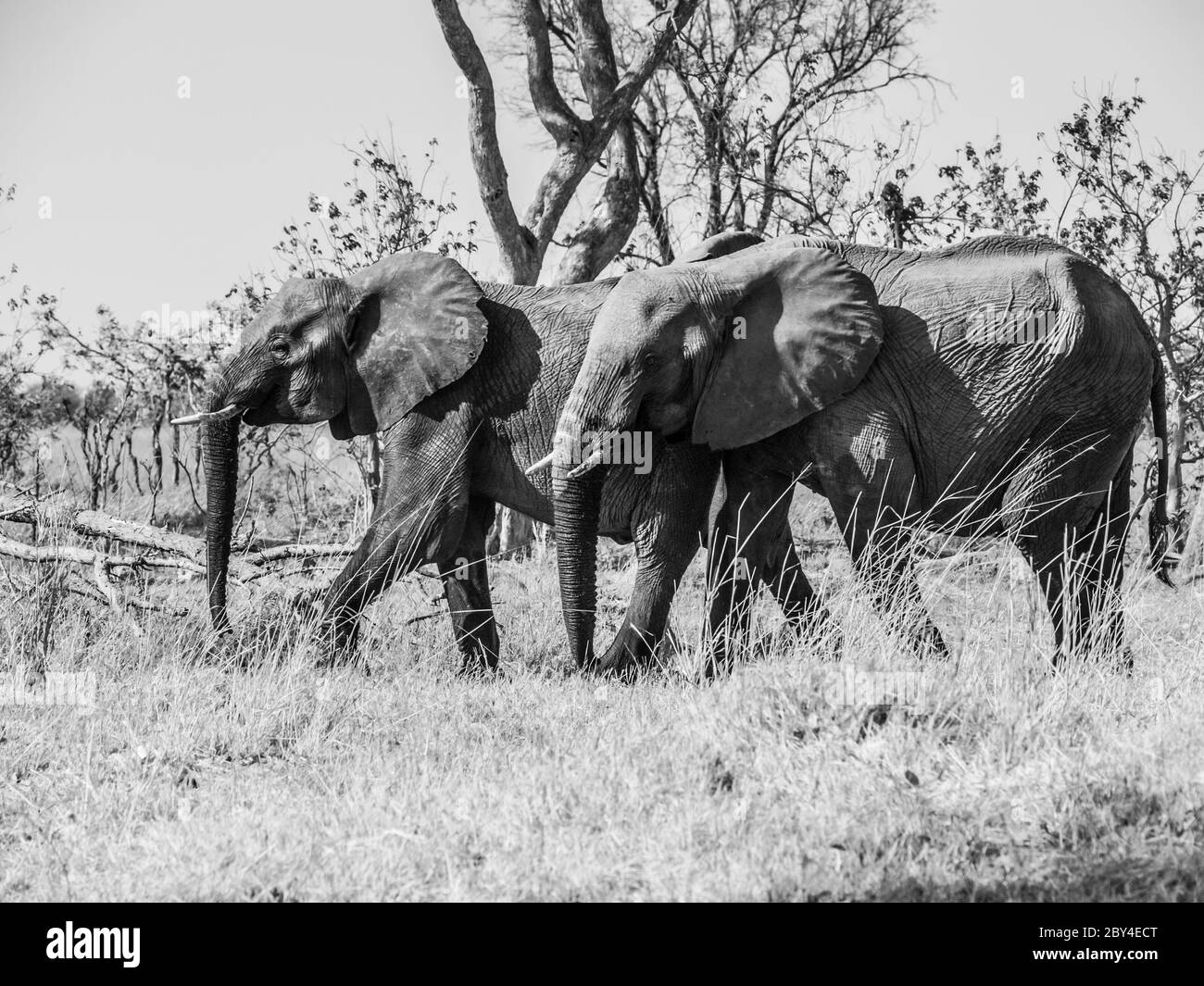 Zwei afrikanische Elefanten wandern in der Savanne, Chobe National Park, Botswana. Schwarzweiß-Bild. Stockfoto