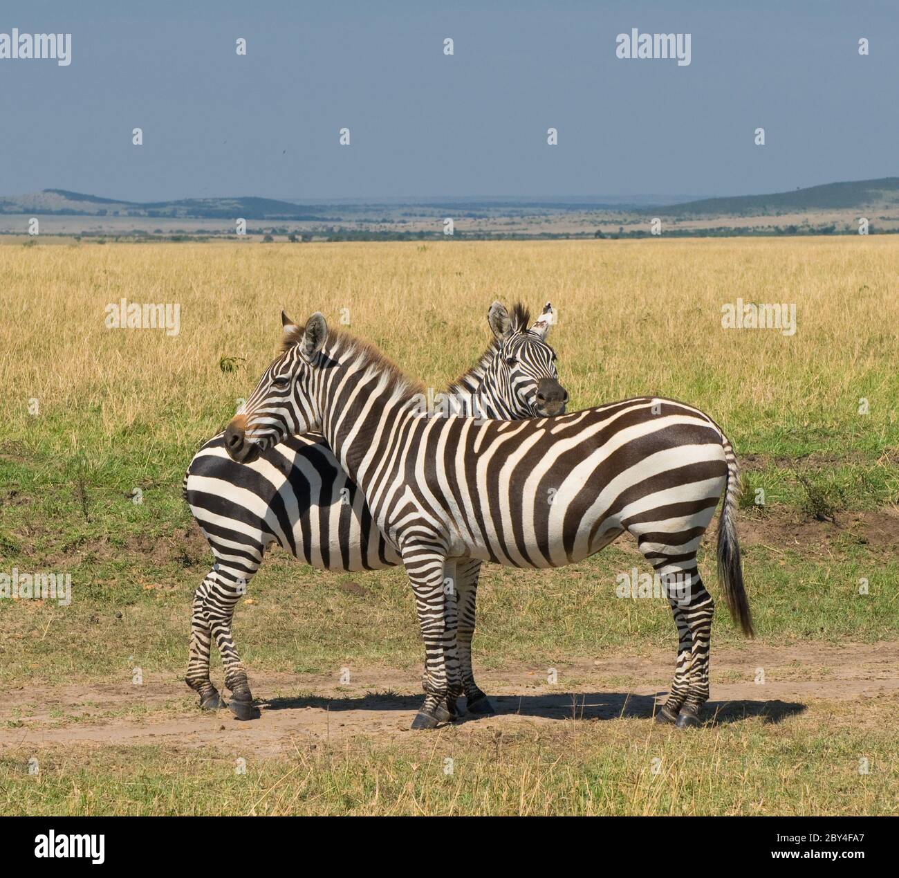 zwei Zebras, Masai Mara, Kenia Stockfoto