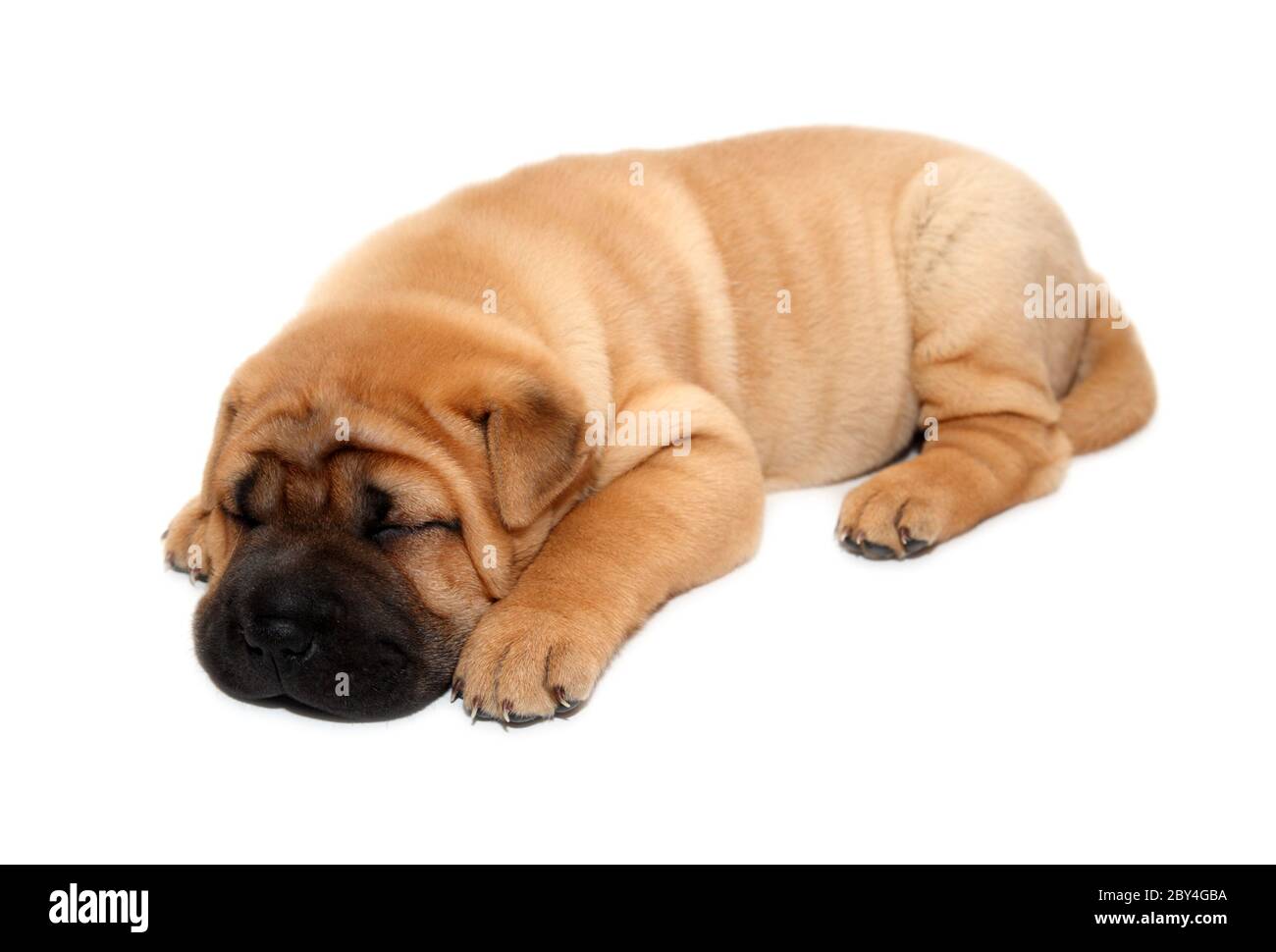 Shar pei Welpen Hund schlafen Stockfoto