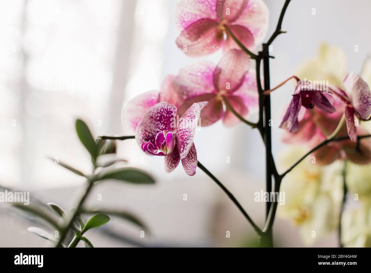 Eingetopfte Orchideen wachsen auf Fensterbank Stockfoto