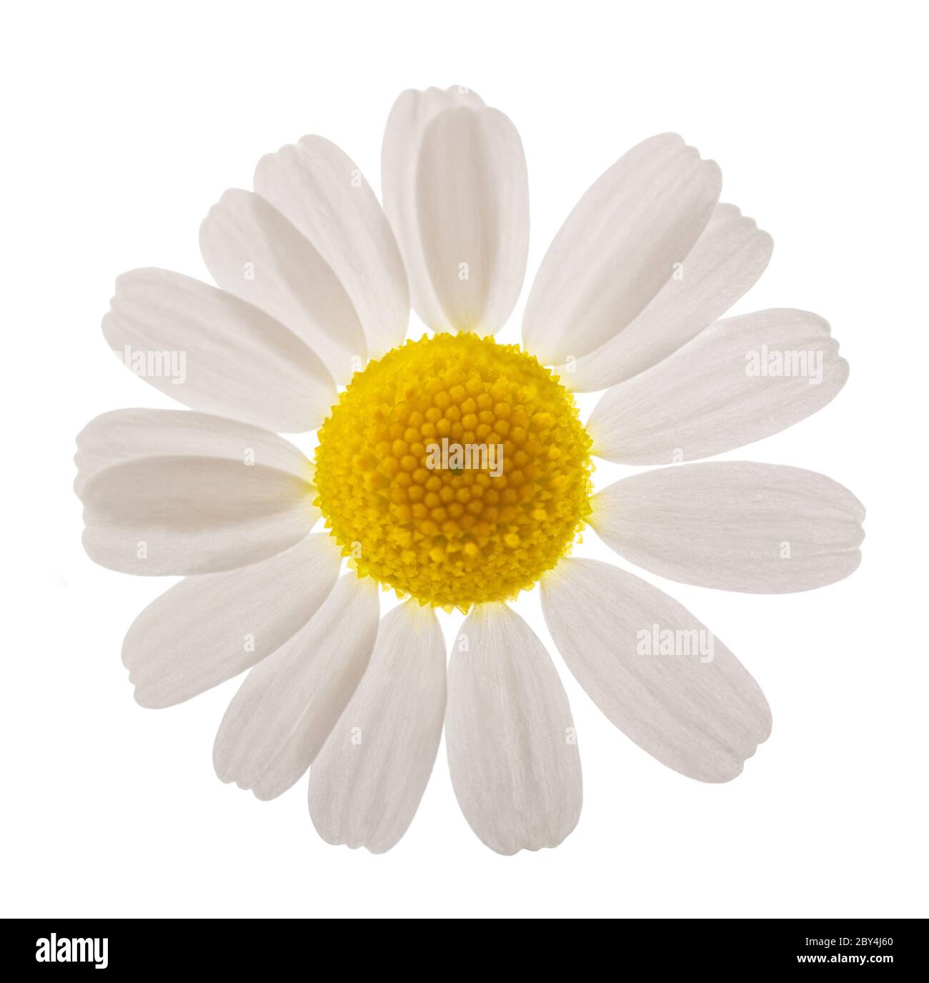 Kamille-Blüte isoliert auf weißem Hintergrund Stockfoto