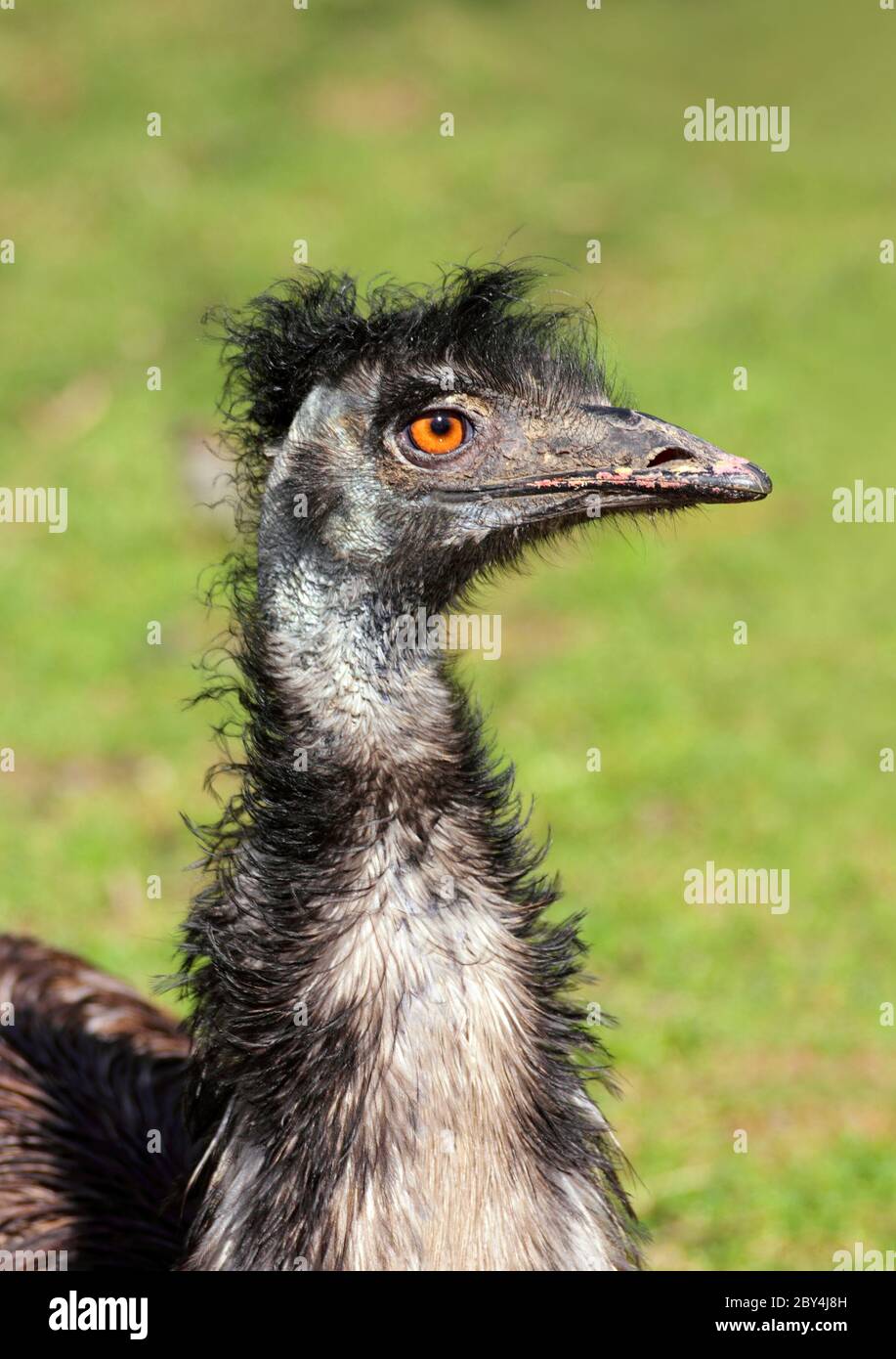 Bizarrer Straußenvogelkopf Stockfoto