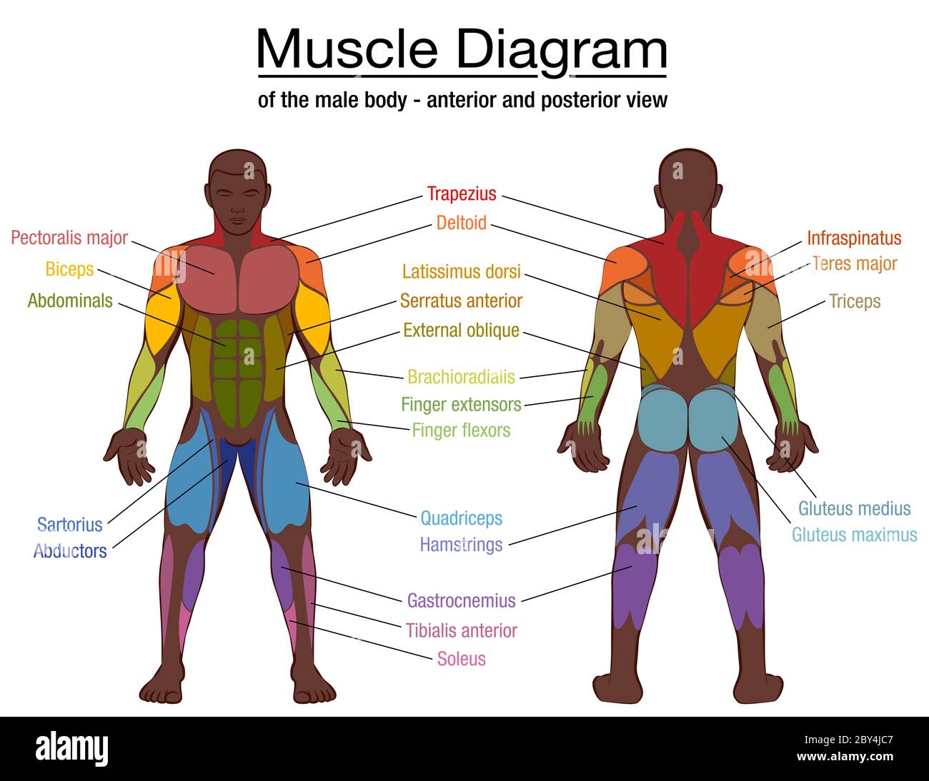 Muskeldiagramm, wichtigste Muskeln eines athletischen schwarzen Mannes, vordere und hintere Ansicht, männlicher Körper. Beschriftete Grafik, weißer Hintergrund. Stockfoto