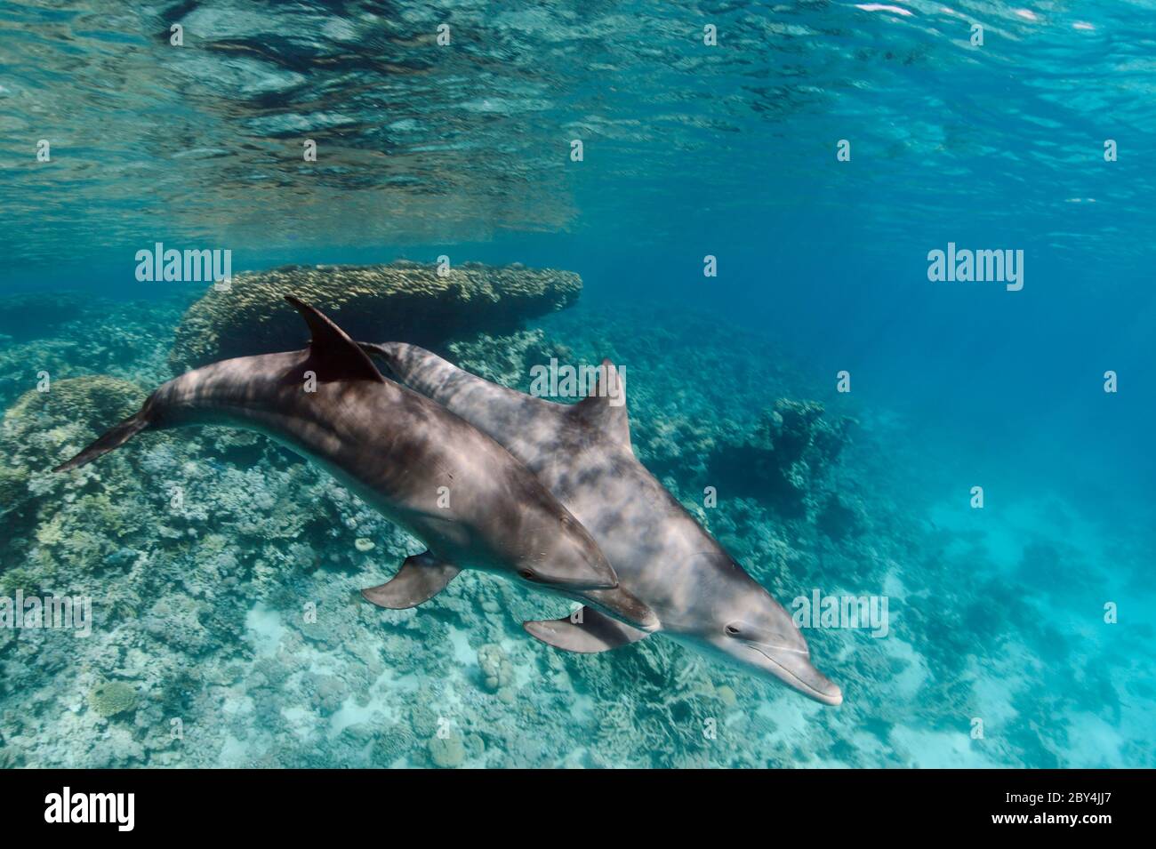 Ein paar wilde indopazifische Tümmler (Tursiops aduncus) spielen vor der Kamera unter Wasser im Roten Meer. Stockfoto