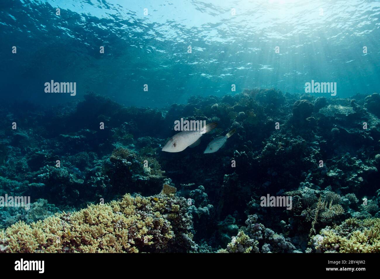 Zwei Filefishes schwimmen entlang des Korallenriffs im Roten Meer. Stockfoto