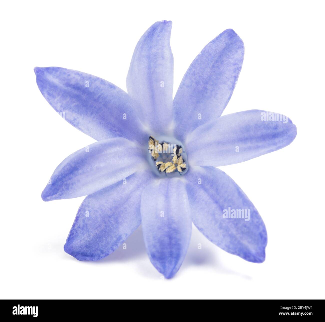 Blaue Hyazinthe Blume isoliert auf weißem Hintergrund Stockfoto
