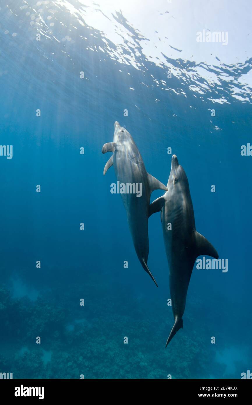 Ein paar wilde indopazifische Tümmler (Tursiops aduncus) spielen vor der Kamera unter Wasser im Roten Meer. Stockfoto