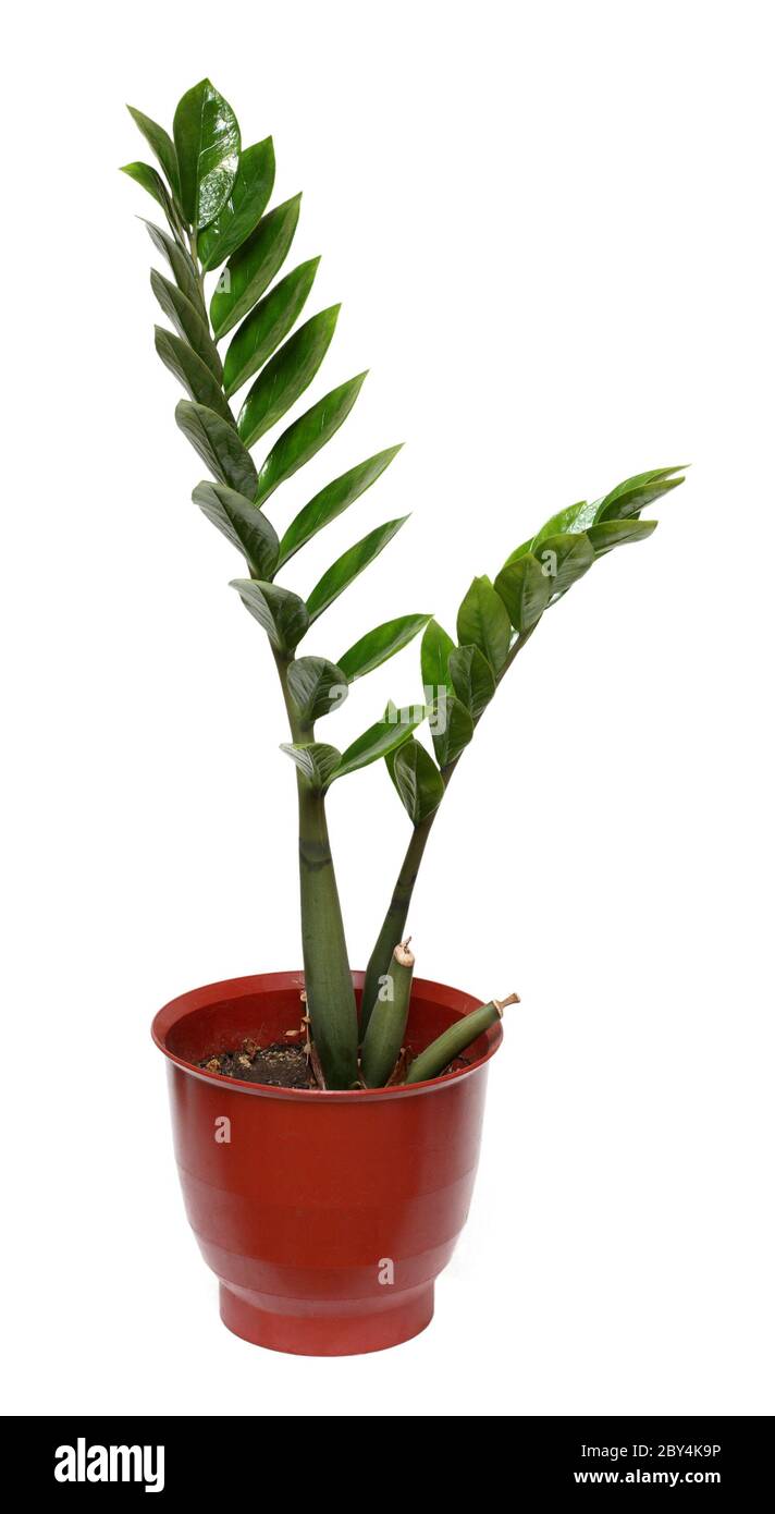 Zamioculcas pflanzen -Fotos und -Bildmaterial in hoher Auflsung  Alamy