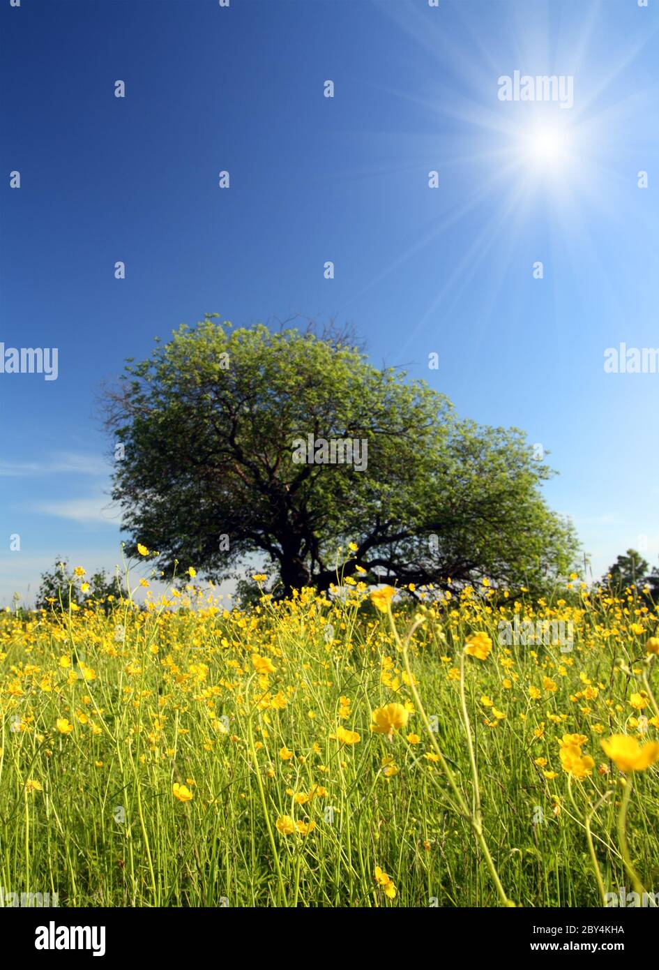 Seltsamer Baum und Butterblumen Stockfoto