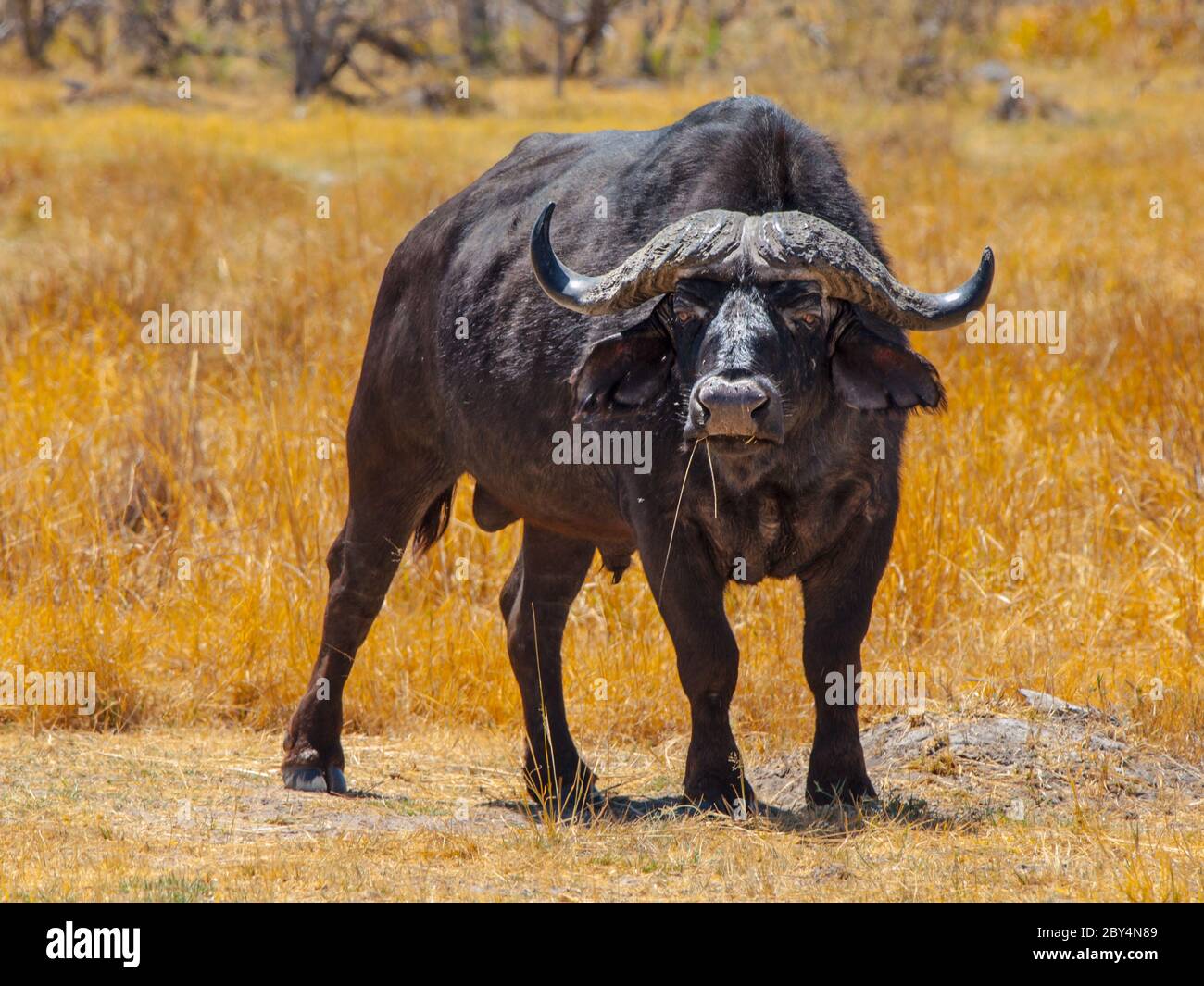 Großer schwarzer Büffel im Grasland des Okavango-Deltas Stockfoto