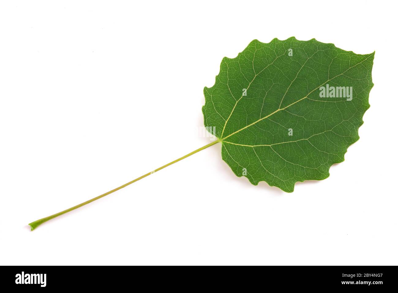 Quaking Espe Blatt isoliert auf weißem Hintergrund Stockfoto